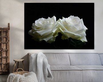 twee witte rozen