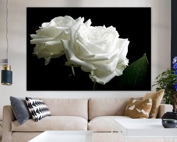 Twee witte rozen op een zwarte achtergrond van Arjen Schippers