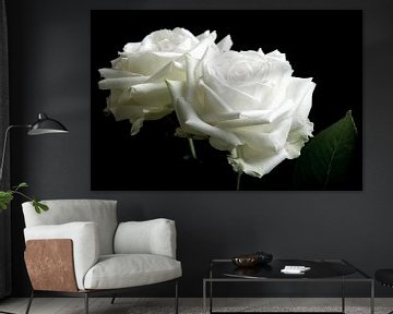 Zwei weiße Rosen auf schwarzem Hintergrund von Arjen Schippers