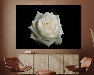 Weiße Rose auf schwarzem Hintergrund von Arjen Schippers