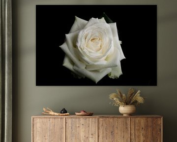 Witte roos op een zwarte achtergrond van Arjen Schippers