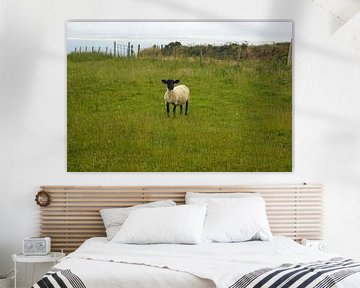 Schaf auf Inishowen , der größten Halbinsel Irlands
