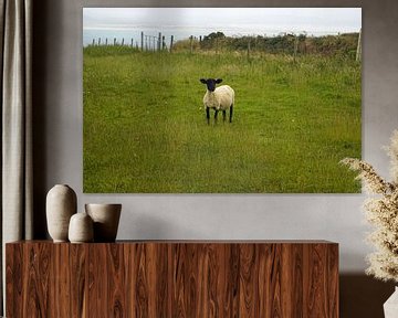 Moutons sur Inishowen, la plus grande péninsule d'Irlande.