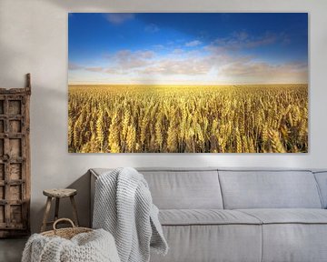 Wheatfield in the summer by Olivier Photography