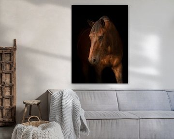 Blackphoto paard 2