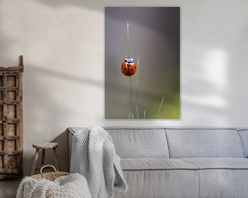 Ein Marienkäfer auf einem Grashalm von Annika Westgeest Photography