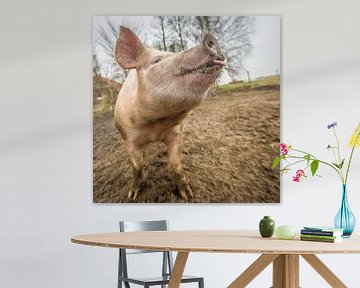 EKO free-range pig #12 by Michiel Leegerstee