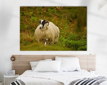 Ram in Ierland van Babetts Bildergalerie