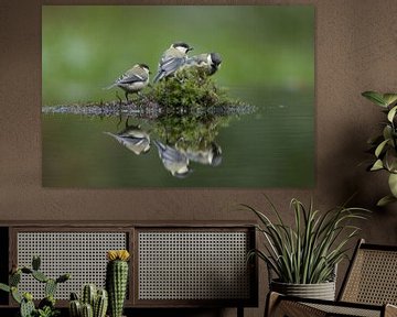 Reflection three great tits in a pond by Apple Brenner