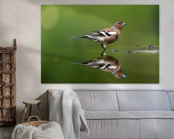 Finch, reflection by Apple Brenner