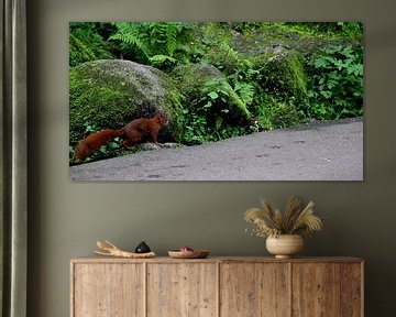 Squirrel at Triberg waterfall by Paul Emons