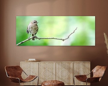 Young robin on a branch (panorama) by Fotografie Jeronimo