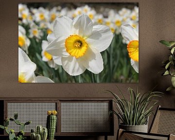 Fleur de jonquille blanche brillante au printemps sur Imladris Images