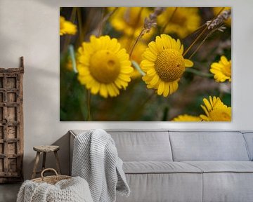 Large flowering camomile 'full of health' in nature by Jolanda de Jong-Jansen