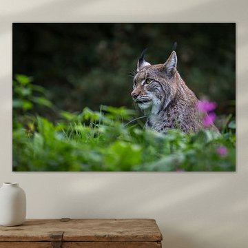 Lynx by Hermen van Laar