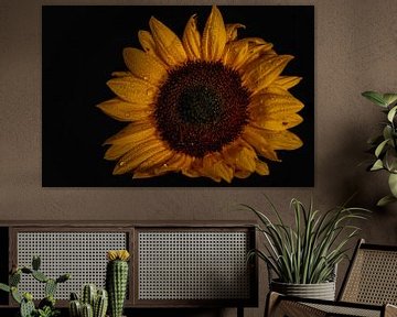 Sunflower love van Jarno Hilge