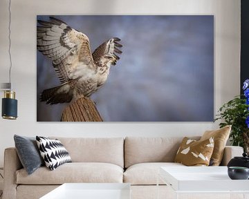 Buizerd
