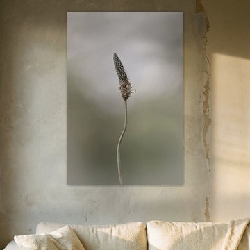 Semer dans la lumière