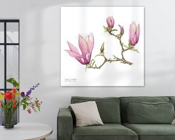 Aquarelle botanique d'un Magnolia soulangeana, arbre à castors sur Ria Trompert- Nauta