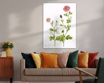 Botanischer illustration einer Chrysanthemum morifolium, Chrysantheme von Ria Trompert- Nauta