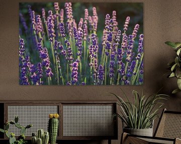 Mooie paarse lavendel bloemen van Imladris Images
