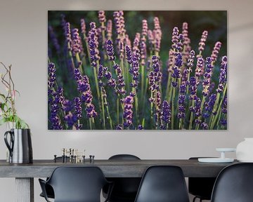 Beautiful purple lavender flowers by Imladris Images