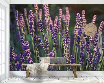 Mooie paarse lavendel bloemen van Imladris Images