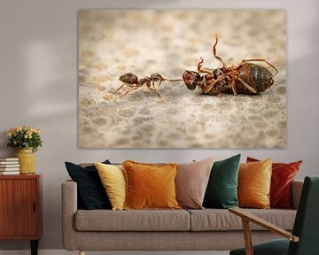 Ant carrying dead Queen Ant by Amanda Blom
