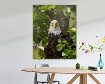 Weißkopfseeadler auf der Lauer von Patrick van Bakkum