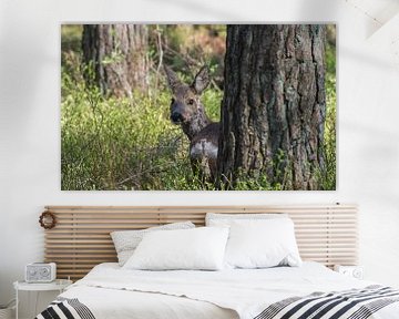 Roe deer on the Veluwezoom by Danny Slijfer Natuurfotografie