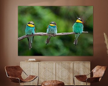 trio of bee-eaters