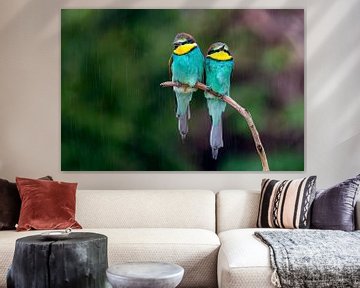 bee-eaters in the rain