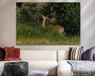 Grazing Deer van Joeri Imbos