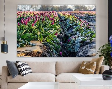 Drenthe tulip field
