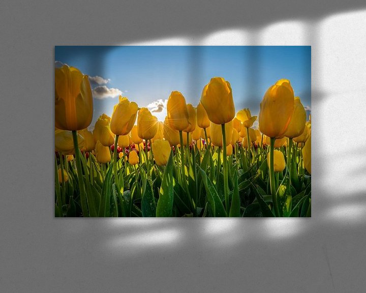 Sfeerimpressie: Gele Tulpen met blauwe lucht van Fotografie Ronald