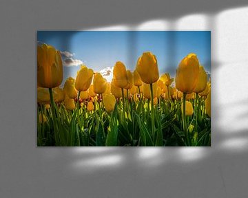 Tulipes jaunes avec ciel bleu