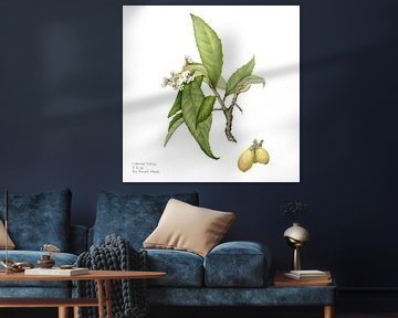 Botanische aquarel van Wolmispel, Eriobotrya japonica van Ria Trompert- Nauta