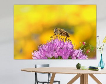 Bij op een allium van John van de Gazelle fotografie