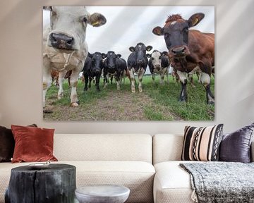 Een kudde koeien kijkt nieuwsgierig in de lens van Henk van den Brink