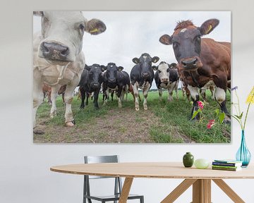 Een kudde koeien kijkt nieuwsgierig in de lens van Henk van den Brink