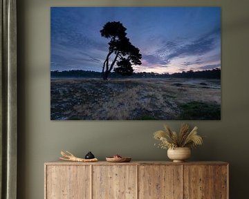 Sonnenaufgang der einsame Baum am Heidestein Utrechtse Heuvelrug. von Peter Haastrecht, van