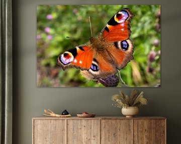 Macro-opname van kleurrijke vlinder Geïsoleerde pauwvlinder van Dieter Walther