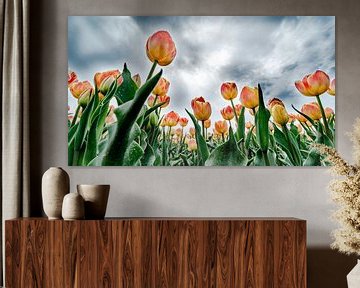 Holländische Tulpen von FinePixel