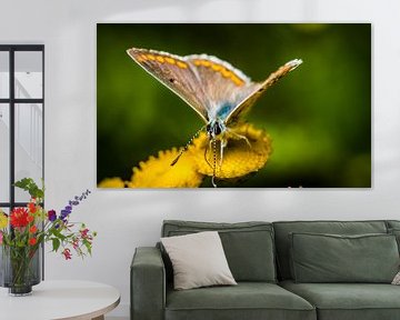 butterfly on flower close up by Frank Ketelaar