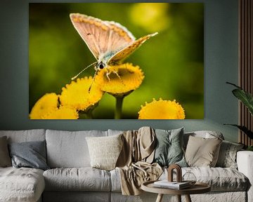 butterfly on yellow flower by Frank Ketelaar