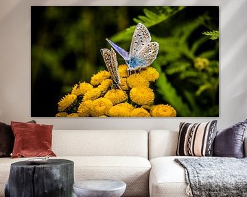 vlinders samen op een bloem van Frank Ketelaar