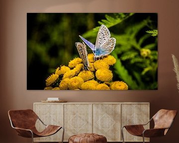 butterflies together on a flower by Frank Ketelaar