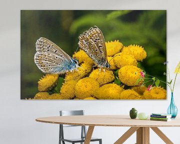 Couple de papillons sur une fleur sur Frank Ketelaar