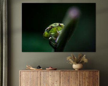 insecte sur une branche sur fond sombre sur Frank Ketelaar