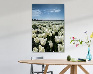 veld met witte tulpen sur Arjen Schippers